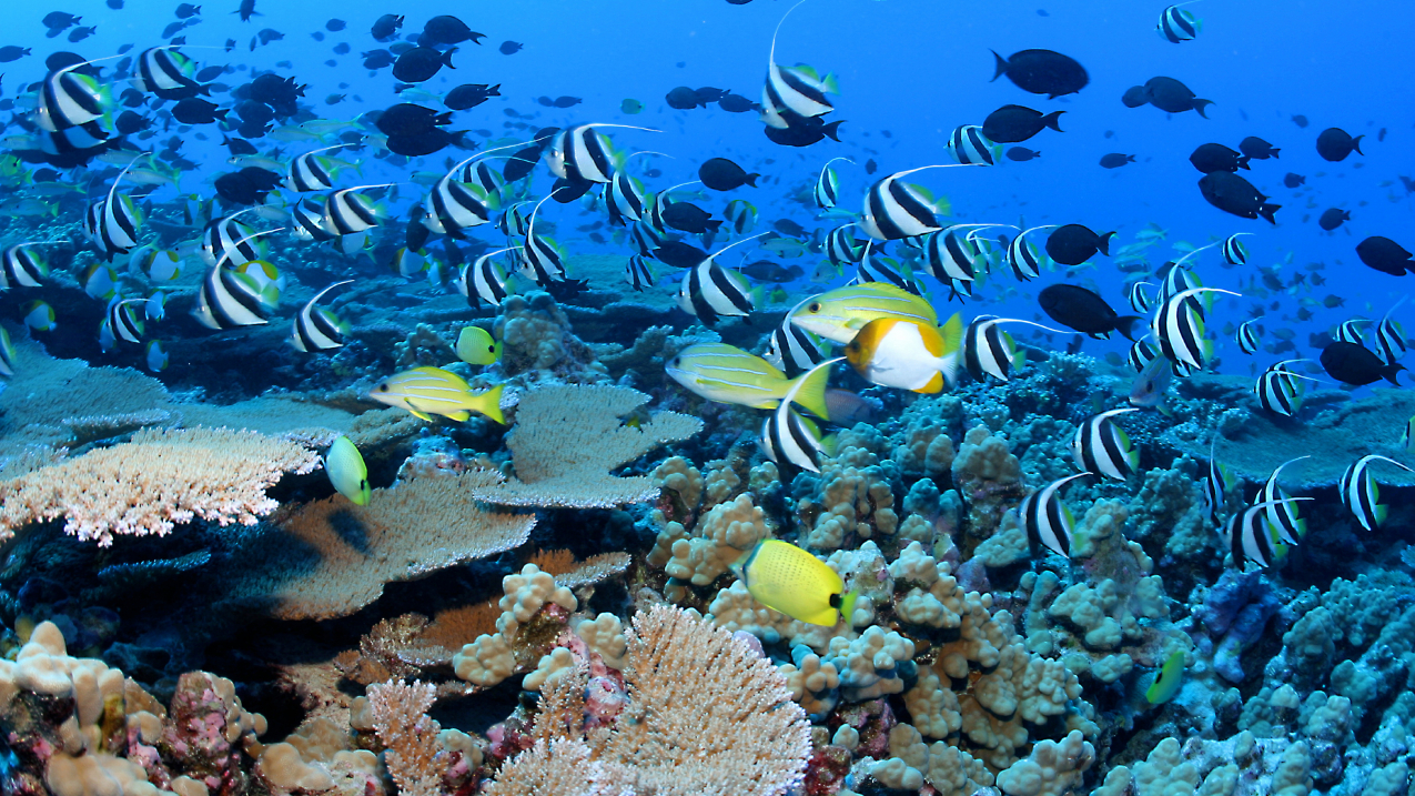 Coral reef ecosystems National Oceanic and Atmospheric Administration